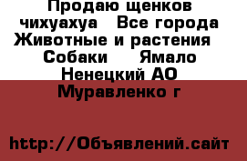 Продаю щенков чихуахуа - Все города Животные и растения » Собаки   . Ямало-Ненецкий АО,Муравленко г.